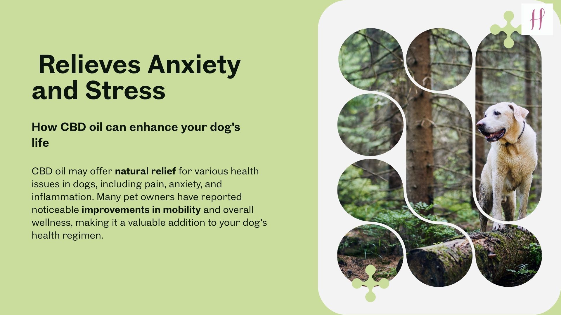 cbd oil for dogs buy online